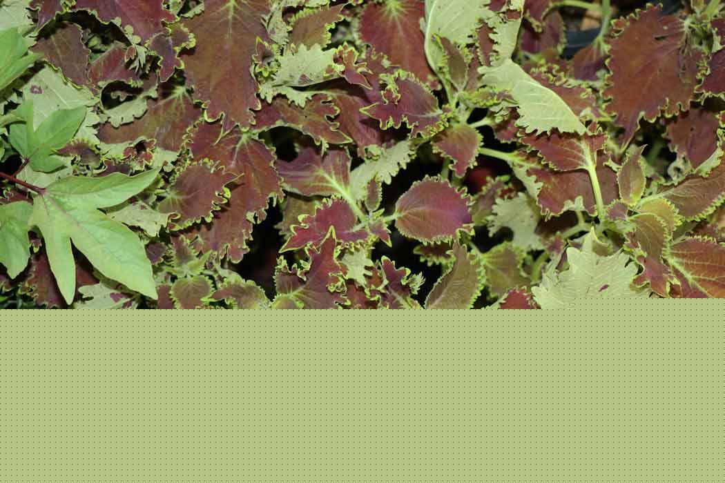Coleus_scutellarioides_Tilt_a_Whirl_Jennie_Tang_2
