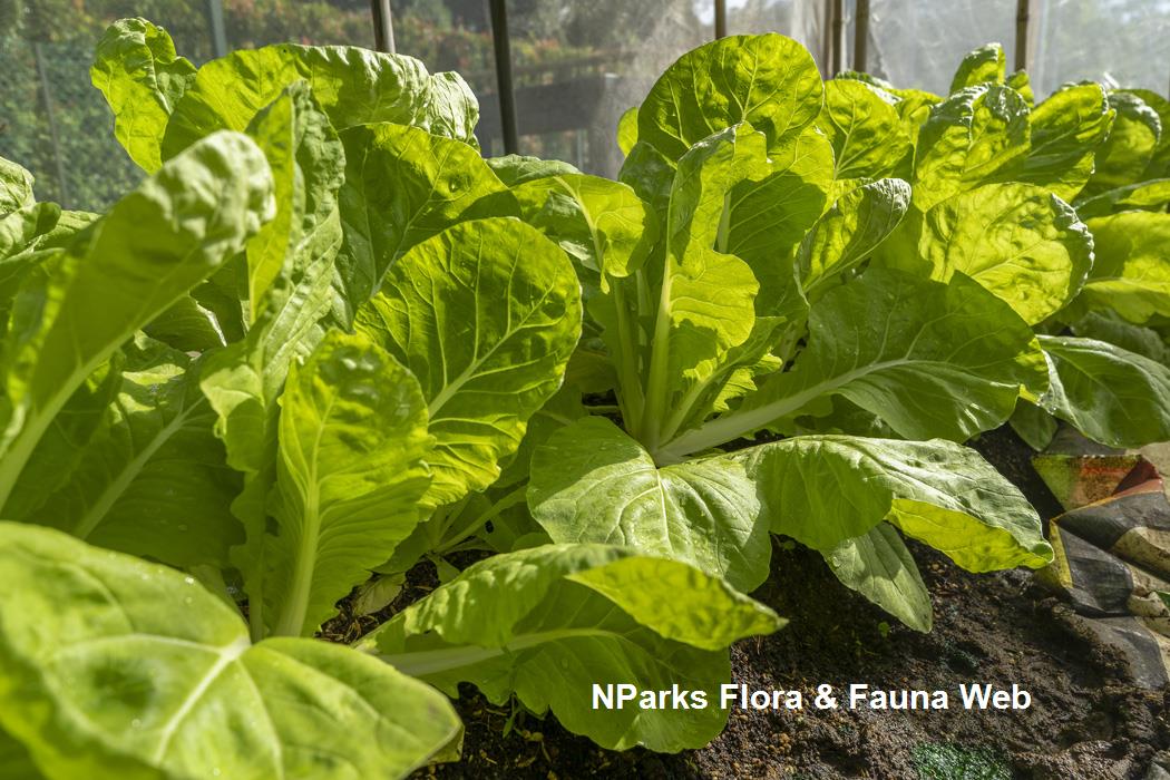 Brassica_juncea_Broad-leaf_Mustard_Group_Joshua_Kon_1