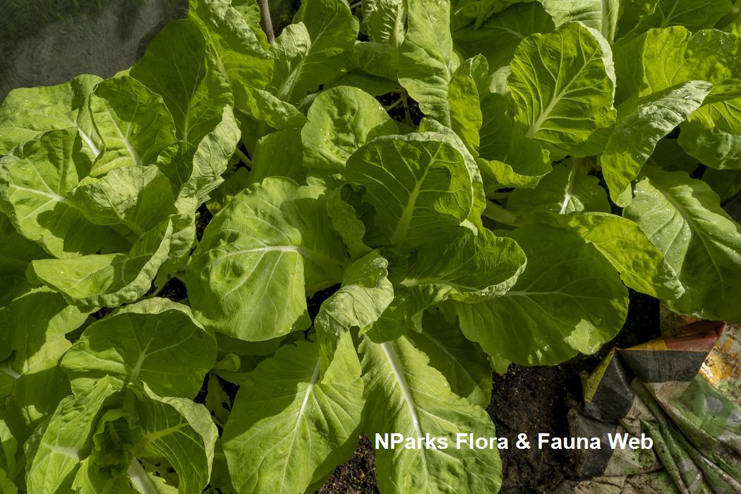 Brassica_juncea_Broad-leaf_Mustard_Group_Joshua_Kon_2