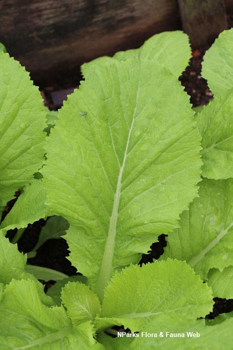 Brassica juncea Broad leaf Mustard Group
