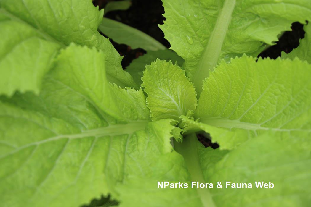 NParks Brassica juncea Broadleaf Mustard Group