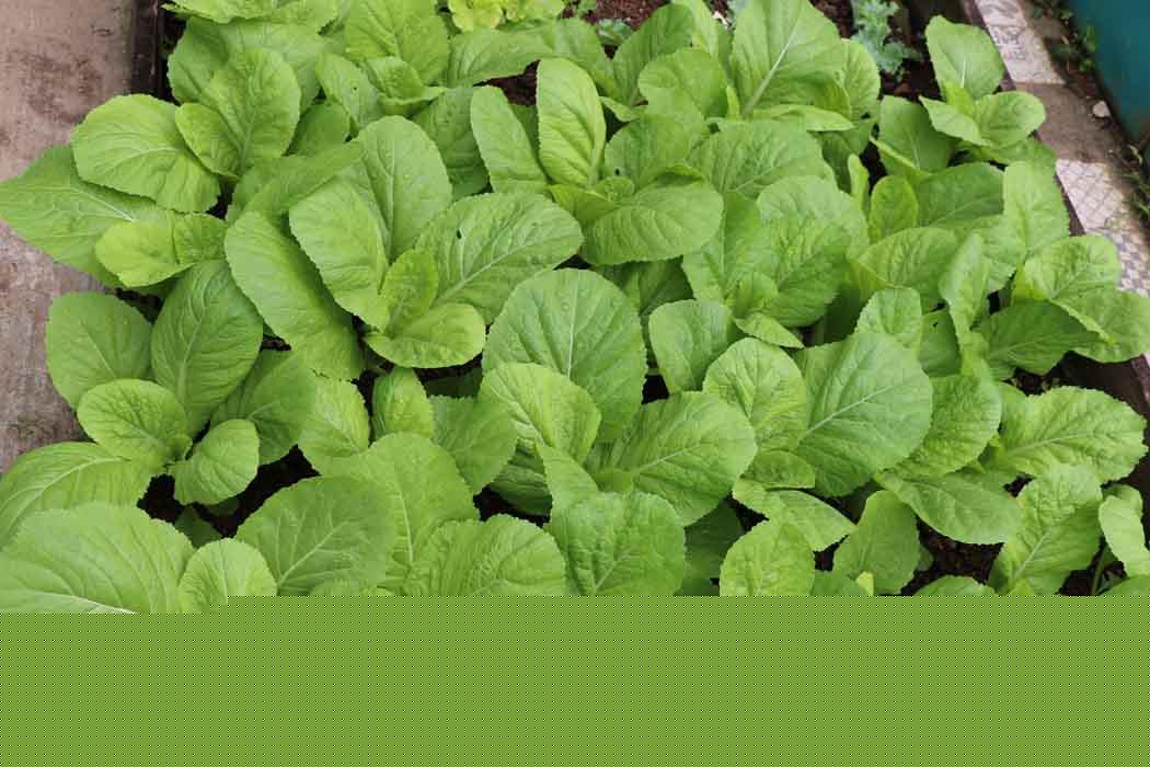 NParks Brassica juncea Broadleaf Mustard Group