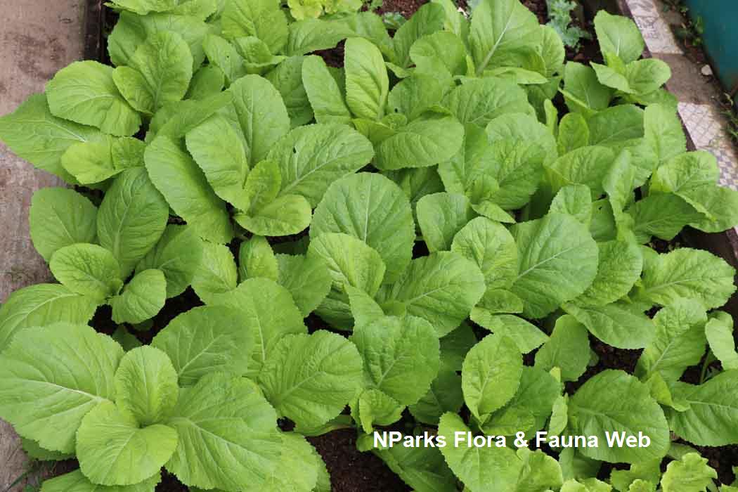 Brassica juncea Broad leaf Mustard Group