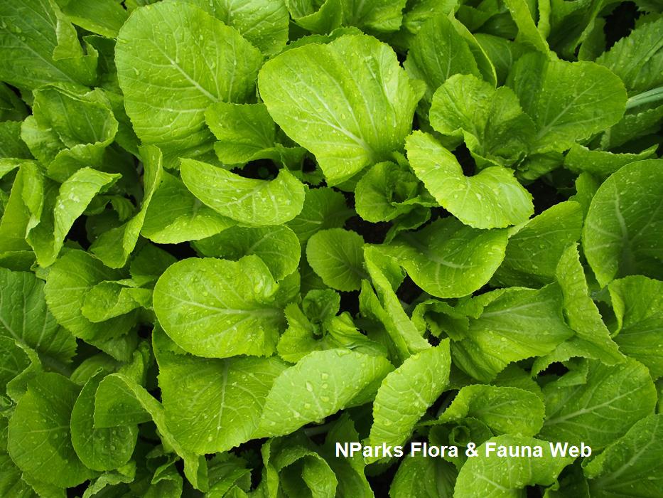 Brassica_juncea_Broad_leaf_Mustard_Group_Jacqueline_Chua_2
