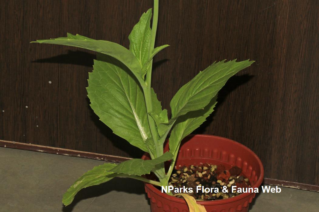 Brassica_juncea_broad_leaf_mustard_group_Jennie_Tang_1