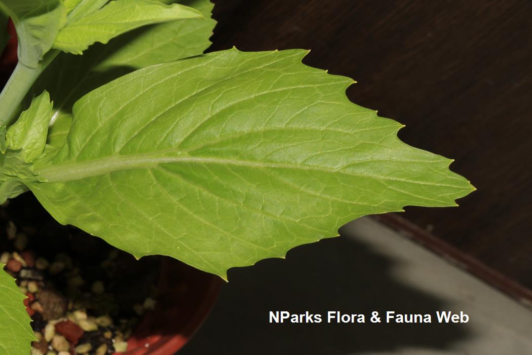 Brassica_juncea_broad_leaf_mustard_group_Jennie_Tang_2