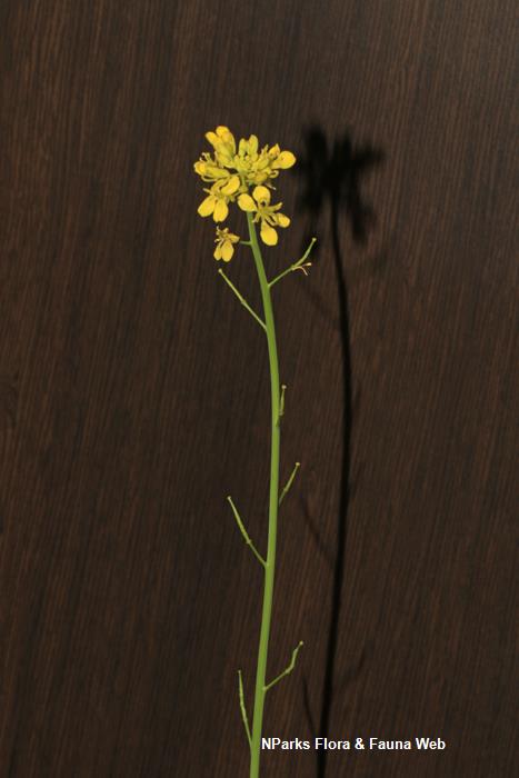 Brassica_juncea_broad_leaf_mustard_group_Jennie_Tang_4