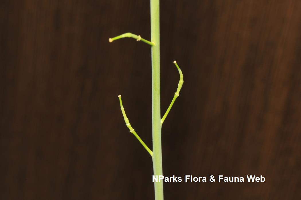 Brassica_juncea_broad_leaf_mustard_group_Jennie_Tang_5