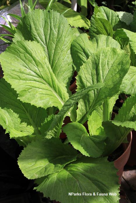 Brassica_juncea_Mustard_Vicky_Lim_Yen_Ngoh_5