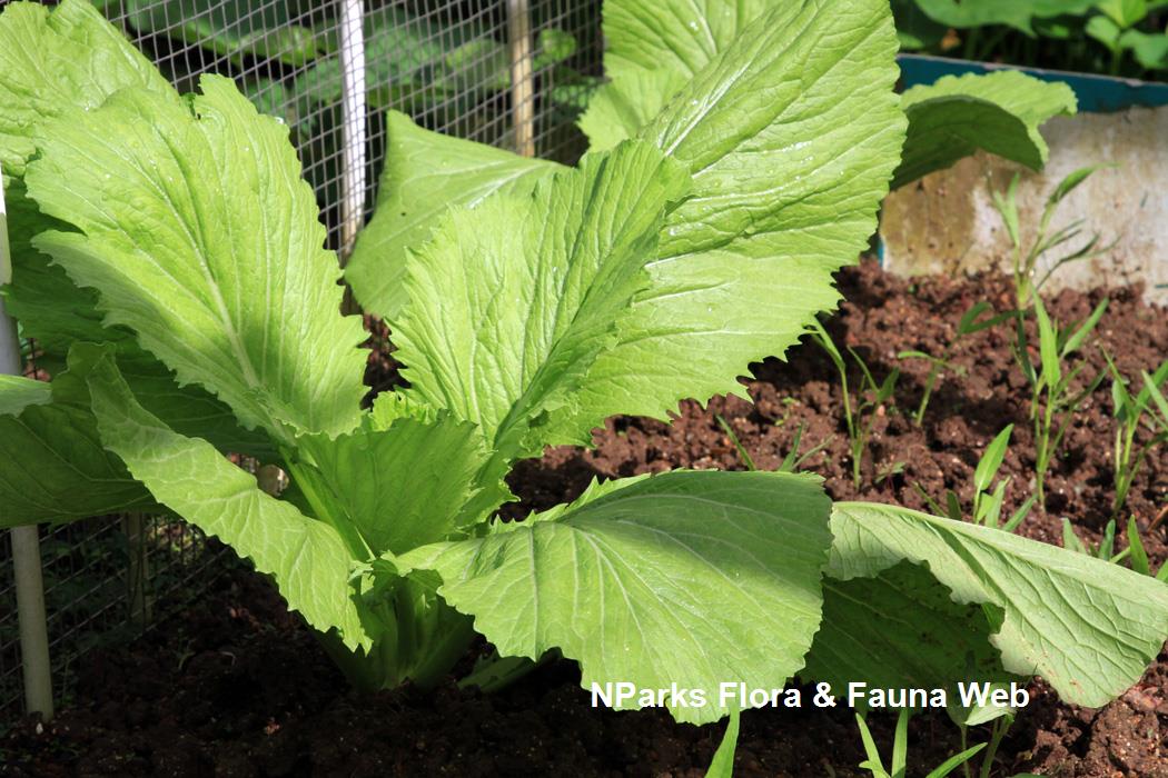 Brassica_juncea_Mustard_Vicky_Lim_Yen_Ngoh_7