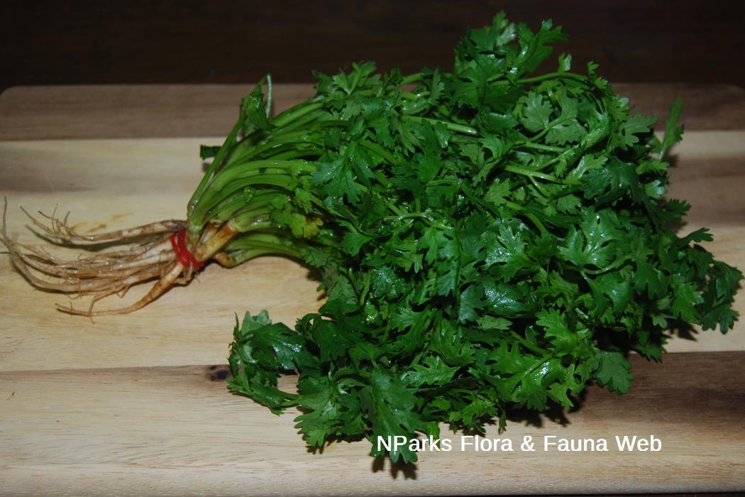 Coriandrum_sativum_Jennie_Tang_1