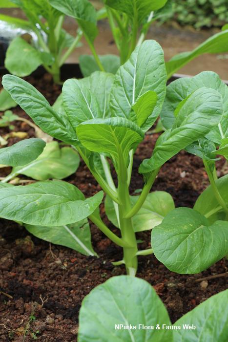Brassica_rapa_Caisin_Group_Cai_Xin_Pauline_Tay_1