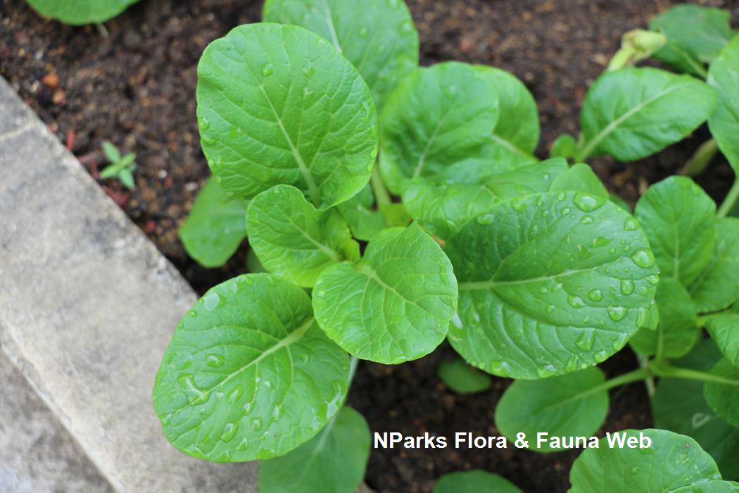 Brassica_rapa_Caisin_Group_Cai_Xin_Pauline_Tay_2