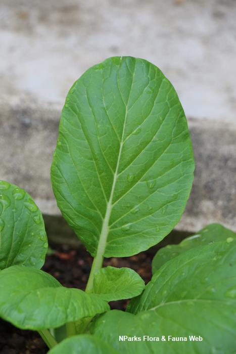 Brassica_rapa_Caisin_Group_Cai_Xin_Pauline_Tay_3