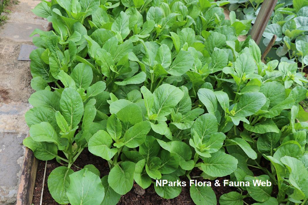 Brassica_rapa_Caisin_Group_Cai_Xin_Pauline_Tay_4