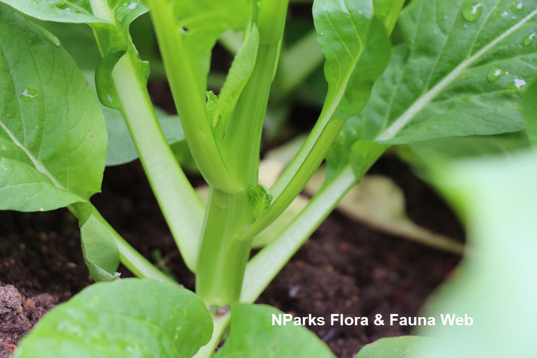 Brassica_rapa_Caisin_Group_Cai_Xin_Pauline_Tay_5