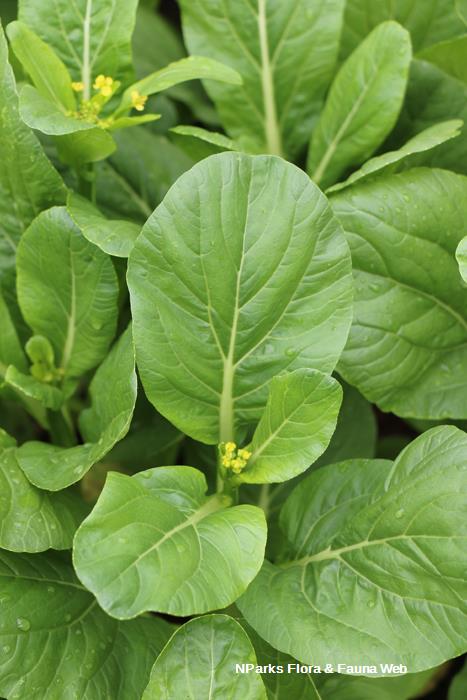 200 Samen Lila/rot Pak Choi Purple Choy Sum Brassica Rapa Var - Foto 5