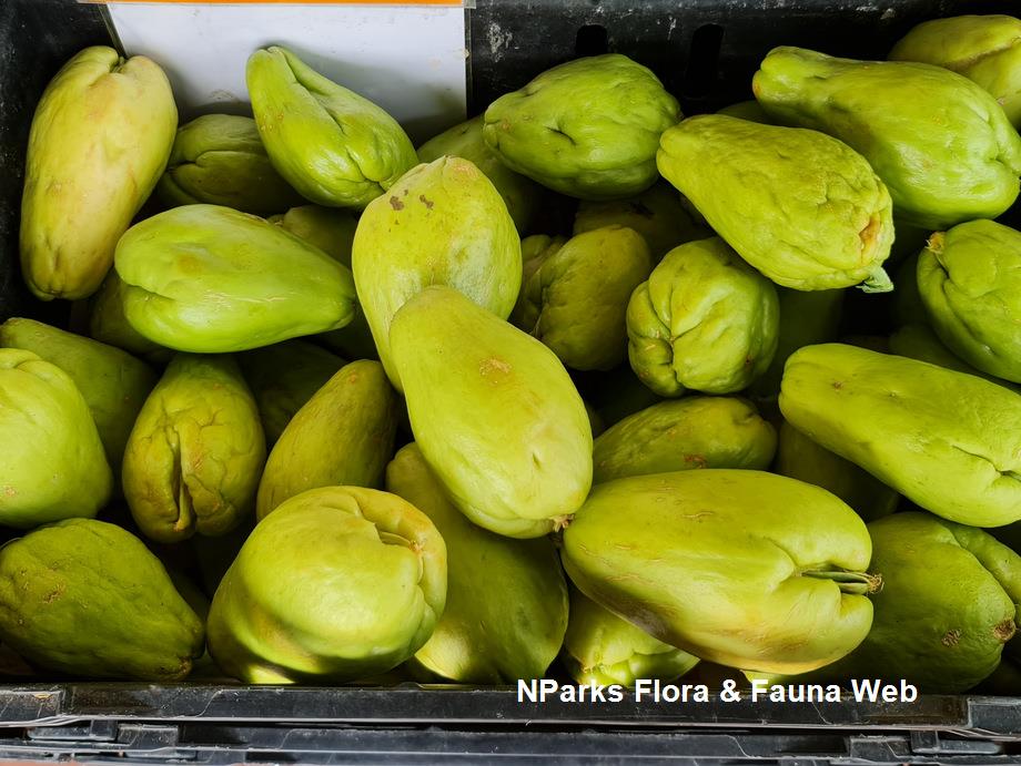 Sechium_edule_SohWeijing