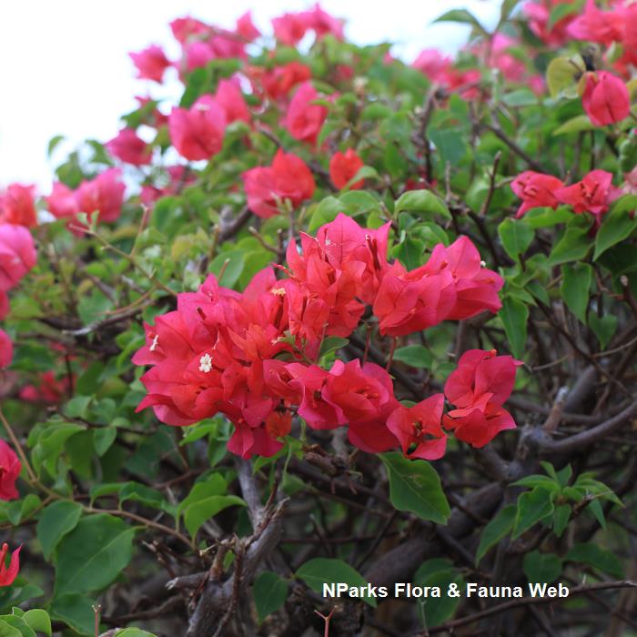Bougainvillea Chilli Red