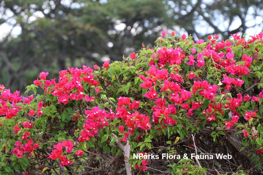Bougainvillea Chilli Red
