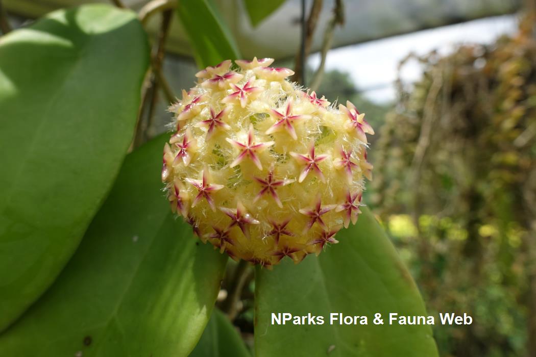 Hoya mindorensis 'Yellow'
