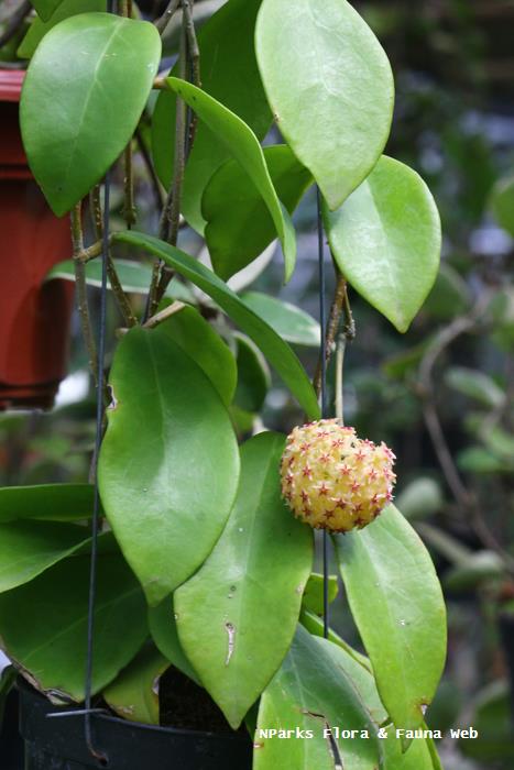 Hoya mindorensis 'Yellow'