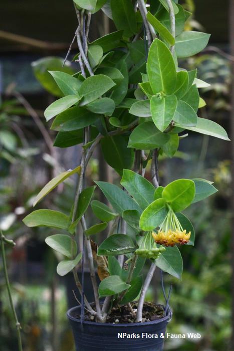 Hoya densifolia