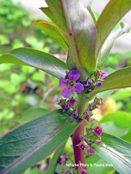 Ammania_gracilis_Vicky_Lim_Yen_Ngoh_2