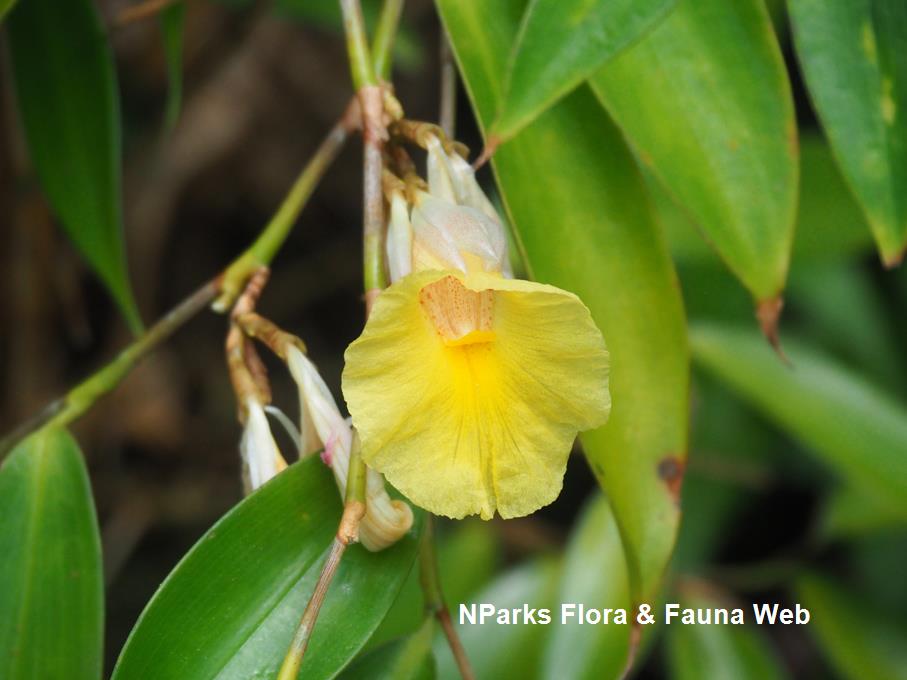 Costus lateriflorus_Jessica Teo