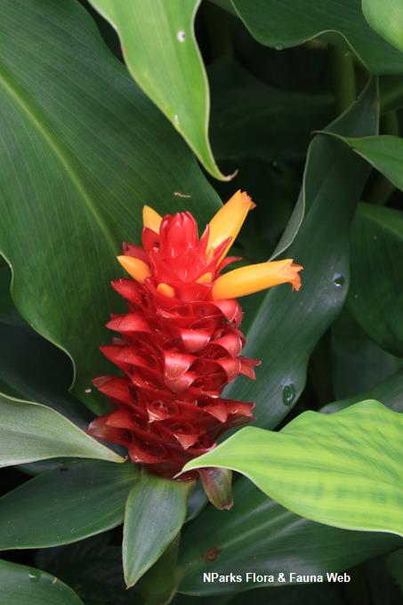 Costus 'Phoenix'_Low Wei Teng