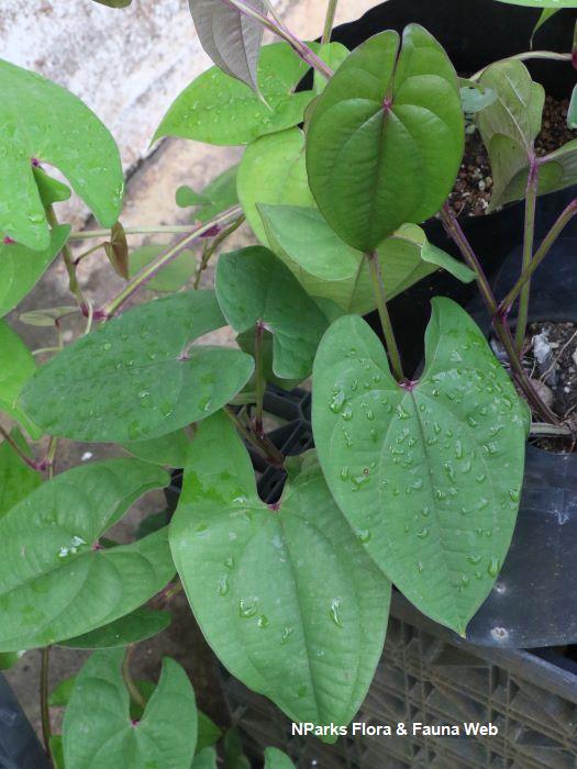 Dioscorea alata