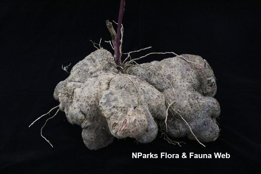 Dioscorea alata