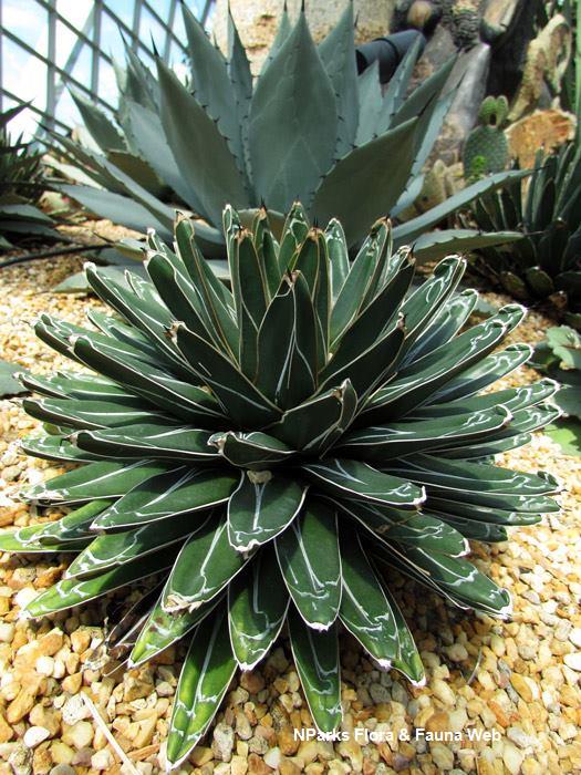Agave_victoriae_reginae_Vicky_Lim_Yen_Ngoh_1s