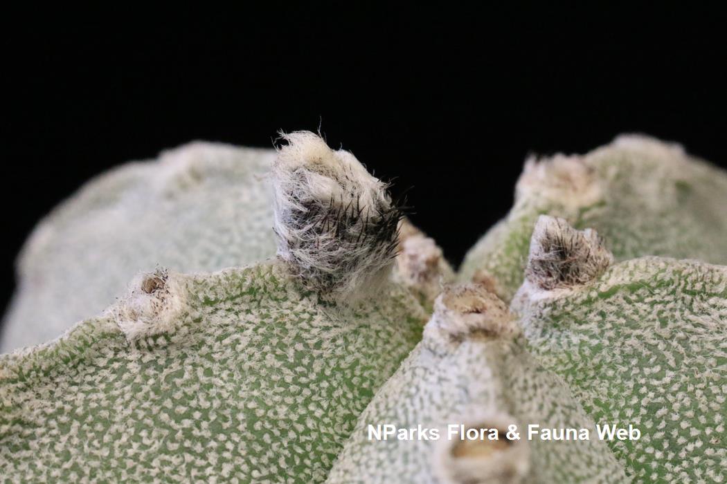 Astrophytum_myriostigma_Low_Wei_Teng_1