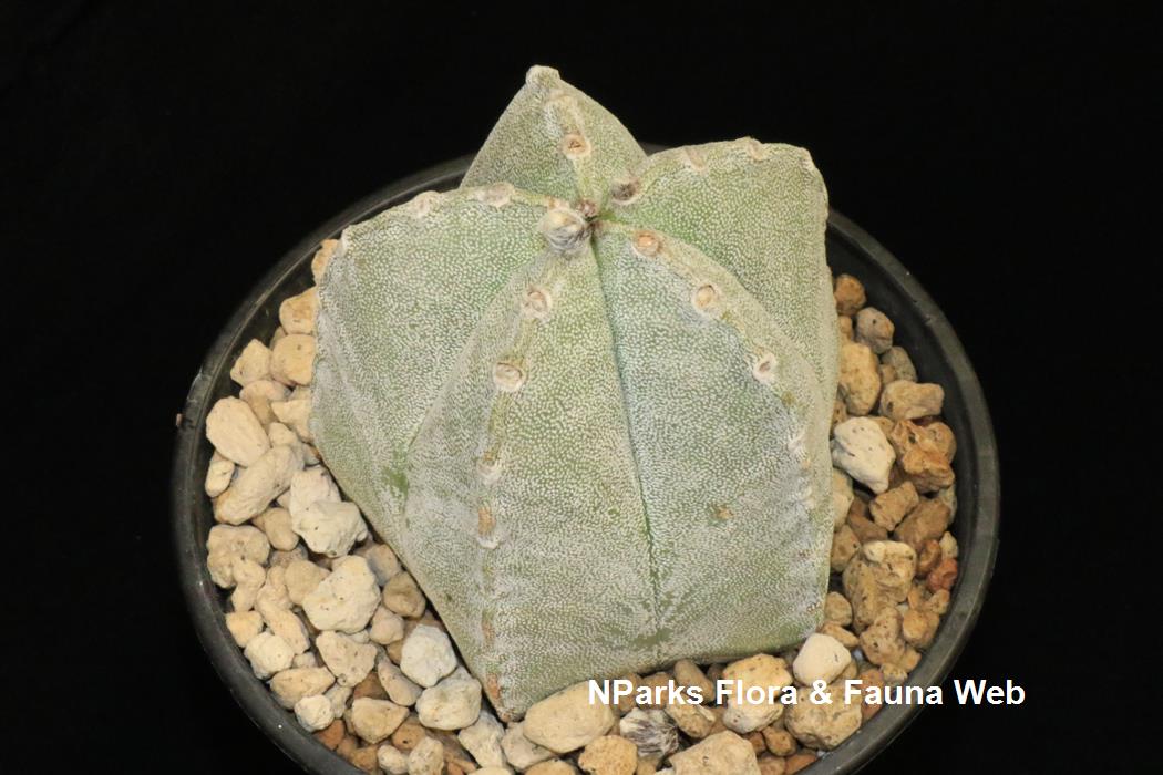 Astrophytum_myriostigma_Low_Wei_Teng_2