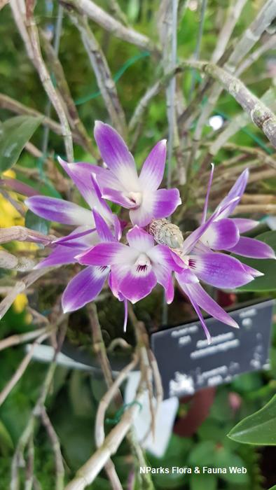 Dendrobium victoriae-reginae