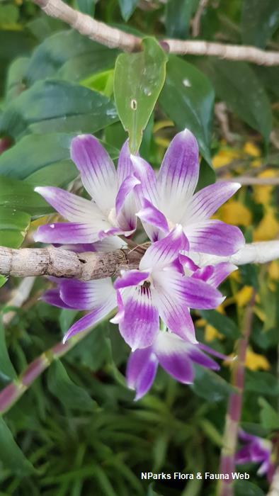 Dendrobium victoriae-reginae