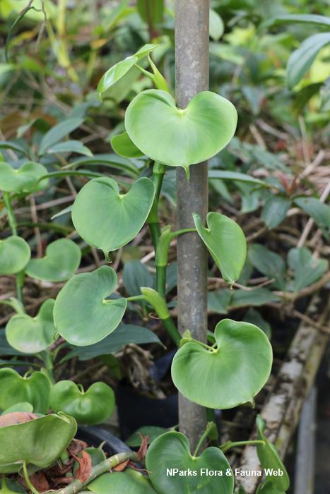 Philodendron grazielae