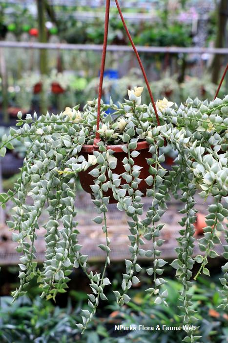NParks Dischidia ruscifolia Varigated form