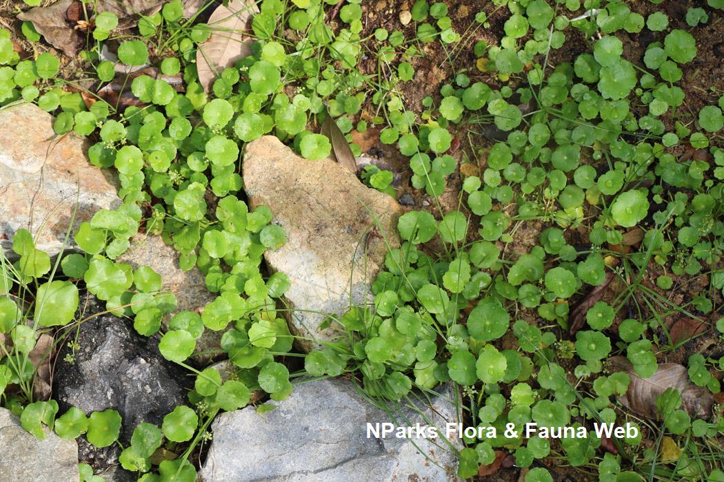 Hydrocotyle_verticillata__Jennie_Tang_1rs