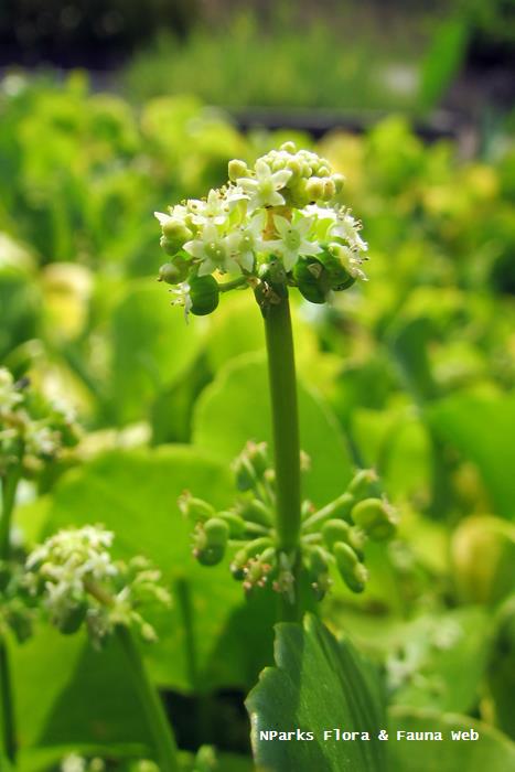 Hydrocotyle_verticillata_Vicky_Lim_Yen_Ngoh_1
