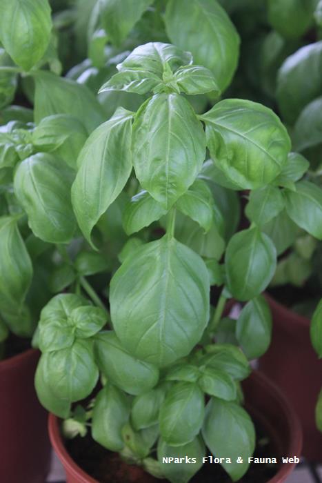 Ocimum_basilicum_Jennie_Tang