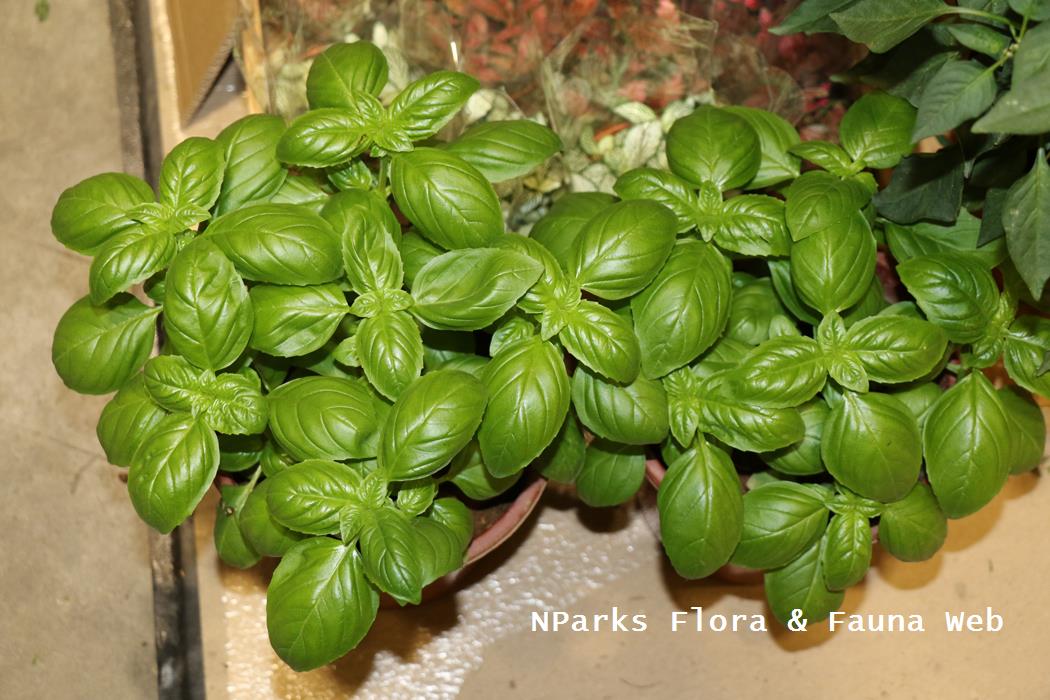 Ocimum basilicum Genovese