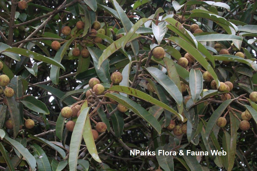 Calophyllum lanigerum var. austrocoriaceum