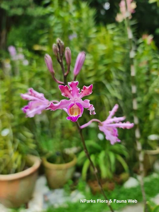 NParks | Myrmecophila tibicinis