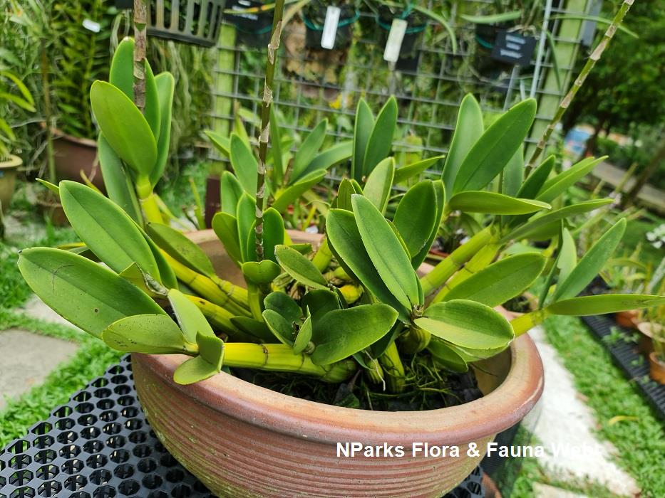 中南米原産の大型ラン。 Schomburgkia tibicinis。 Andy's Orchids'