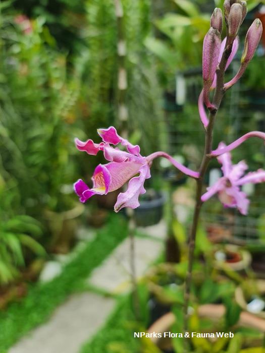 Myrmecophila tibicinis