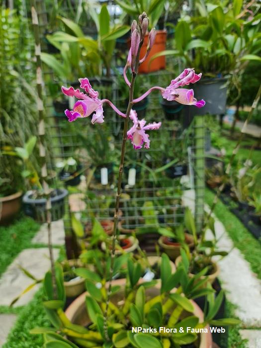 中南米原産の大型ラン。 Schomburgkia tibicinis。 NParks | Myrmecophila tibicinis