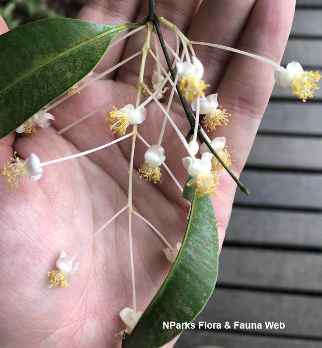 Calophyllum_ferrugineum_var_ferrugineum_Cerlin_Ng_1_low_res