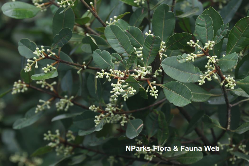 Calophyllum_ferrugineum_var_ferrugineum_Cerlin_Ng_10LR